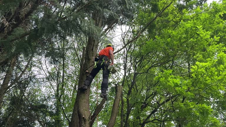 How Our Tree Care Process Works  in Latham, NY